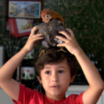 Raça da menor galinha do mundo é criada como pet e pode custar até R$ 3,5 mil