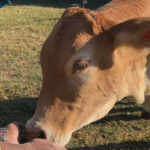 Zona rural atrai visitantes que buscam sossego e experiências no campo