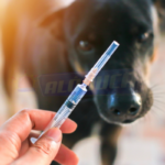 Salvador inicia Campanha de Vacinação Antirrábica Animal 2025 com mais de 90 pontos de atendimento