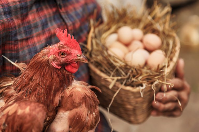 Agricultor segurando frango e cesta com ovos