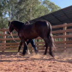 Cavalos campeões são cercados de muita atenção no dia a dia