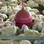 Chile e Arábia Saudita retiram restrição à carne de frango do Brasil – CartaCapital