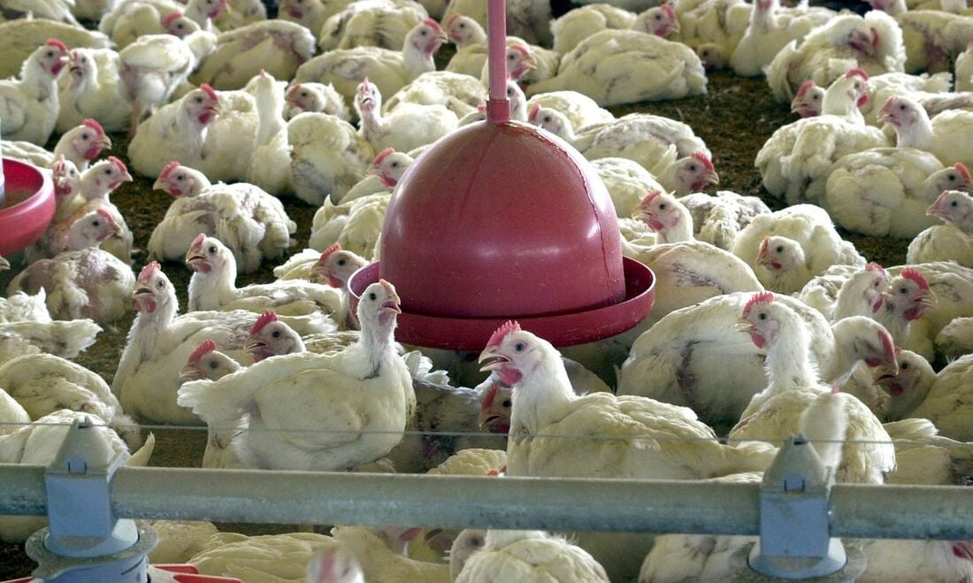 Chile e Arábia Saudita retiram restrição à carne de frango do Brasil – CartaCapital