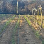 Polícias desmontam plantação de maconha com energia solar em Brotas de Macaúbas