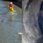 animal fugiu do resgate após cair em esgoto na Av. Heitor Dias