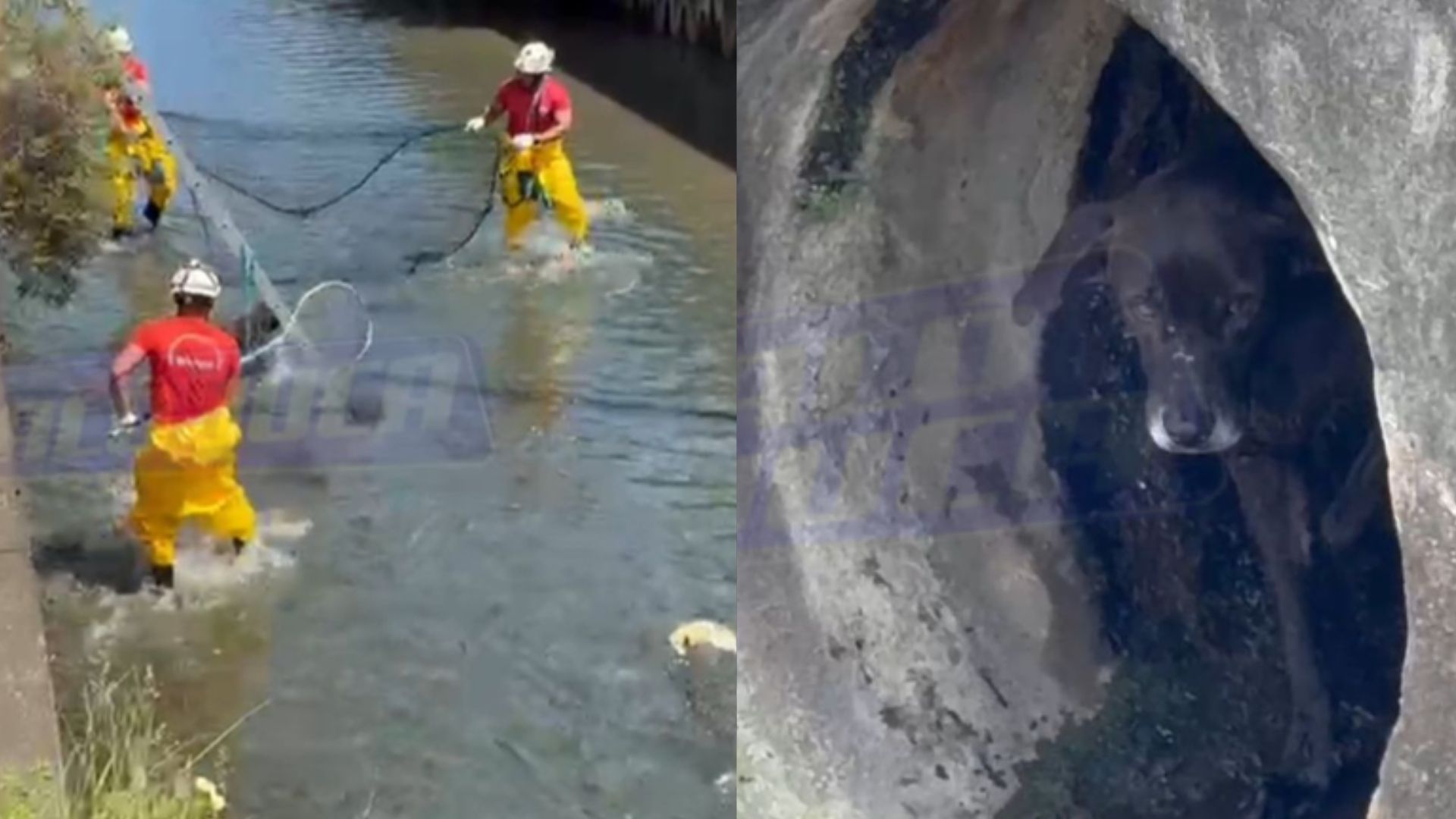 animal fugiu do resgate após cair em esgoto na Av. Heitor Dias