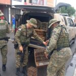 Polícia ambiental apreende mais de 30 aves silvestres em Dias d’Ávila