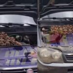 cobra é encontrada dentro de motor do carro no Retiro; veja o vídeo