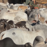Demanda em alta sustenta cotação do boi