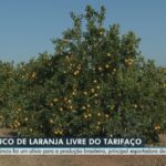 Entenda por que tarifaço preocupa citricultor brasileiro mesmo após isenção do suco de laranja