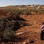 Escavadeiras israelenses arrancam centenas de árvores de palestinos na Cisjordânia – CartaCapital
