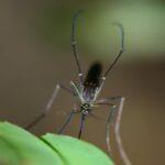 Europa registra recorde de surtos de doenças transmitidas por mosquitos – CartaCapital