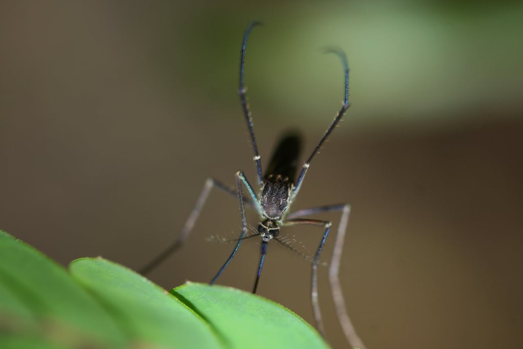 Europa registra recorde de surtos de doenças transmitidas por mosquitos – CartaCapital