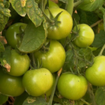 Frio prolongado afeta produção de tomate e faz preços dispararem