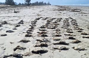Mais de 700 pinguins são encontrados mortos no litoral de São Paulo – CartaCapital