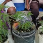 idosos são conduzidos à delegacia de Serrinha após cultivarem maconha