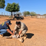 Ministério da Agricultura apreende lotes de vacina após morte repentina de quase 200 animais