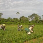 Programa AgroAmigo oferece R$ 1 bilhão em microcrédito