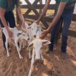 Vaca nelore dá à luz a quatro bezerros de uma só vez
