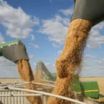 Brasil bate recorde de safra e atinge 350,2 milhões de toneladas de grãos no ciclo 2024/2025
