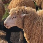 Criação integrada de ovelhas tem algumas vantagens