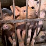 Curral sustentável: dejetos de animais se transformam em fertilizantes, energia e gás de cozinha no ES