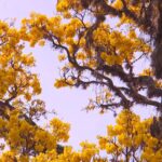 Florada dos ipês embeleza a zona rural