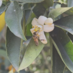 Início da primavera marca início da safra de mel