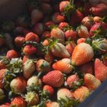 Morango está em pico de safra em Piedade