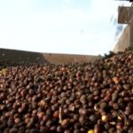 Operação apreende mais de 2,4 toneladas de café impróprio para consumo no RJ