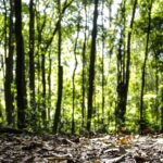 Produção florestal do país cresce 16,7% e chega a R$ 44,3 bi em 2024