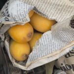 Produtores estão otimistas com safra de nêspera