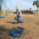 Qualidade da pastagem cai com estiagem e preocupa pecuaristas