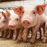 Suinocultura: bem-estar animal Impulsiona produtividade