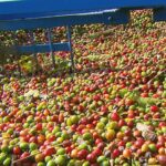 Café: preço da saca sobe, poder de compra do produtor de SP dobra sobre média histórica e facilita adubação para safra
