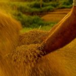 Comissão debate vistos de trabalho para estrangeiros em atividades sazonais – Notícias