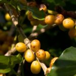 Como aumentar a produção de café? Veja 11 cultivares que ajudam até a dobrar a colheita de arábica