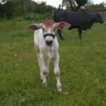 Conheça Rafinha, o 1º bezerro brasileiro nascido de fertilização in vitro com ajuda de proteína de peixe