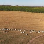 Conheça técnicas inovadoras que diminuem o impacto ambiental da produção de carne