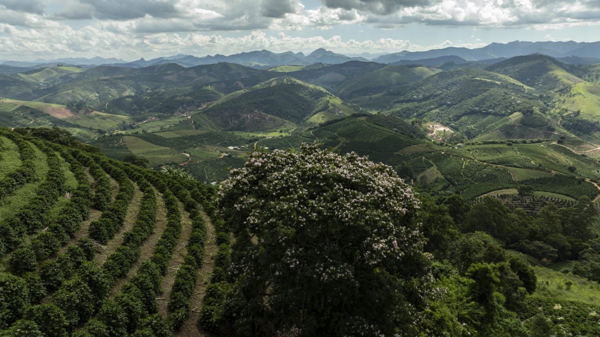 Ecos do Caparaó – CartaCapital