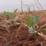 Estiagem atrapalha início do plantio da soja em SP
