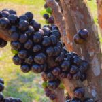 Fazenda tem mais de mil jabuticabeiras em produção