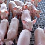 Frango e porco: USP indica retomada de competitividade da carne suína após gripe aviária