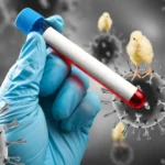 Gripe aviária: Argentina se autodeclara livre da doença à OMSA