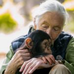 Morre, aos 91 anos, a renomada primatologista Jane Goodall – CartaCapital