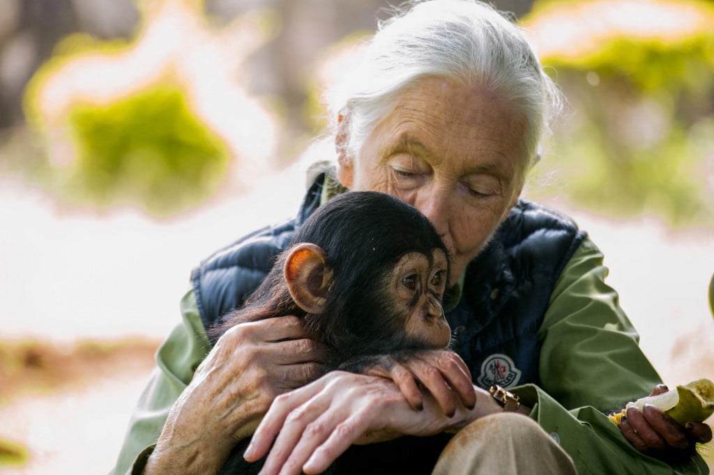 Morre, aos 91 anos, a renomada primatologista Jane Goodall – CartaCapital