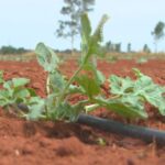 Oeste Paulista concentra centenas de assentamentos rurais