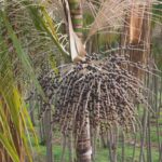 Produtores de São Paulo investem no cultivo de açaí