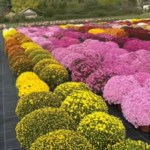 Propriedade de SP exporta milhões de mudas de flores