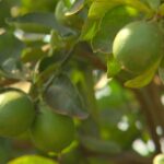 Queda de produtividade preocupa produtores de limão